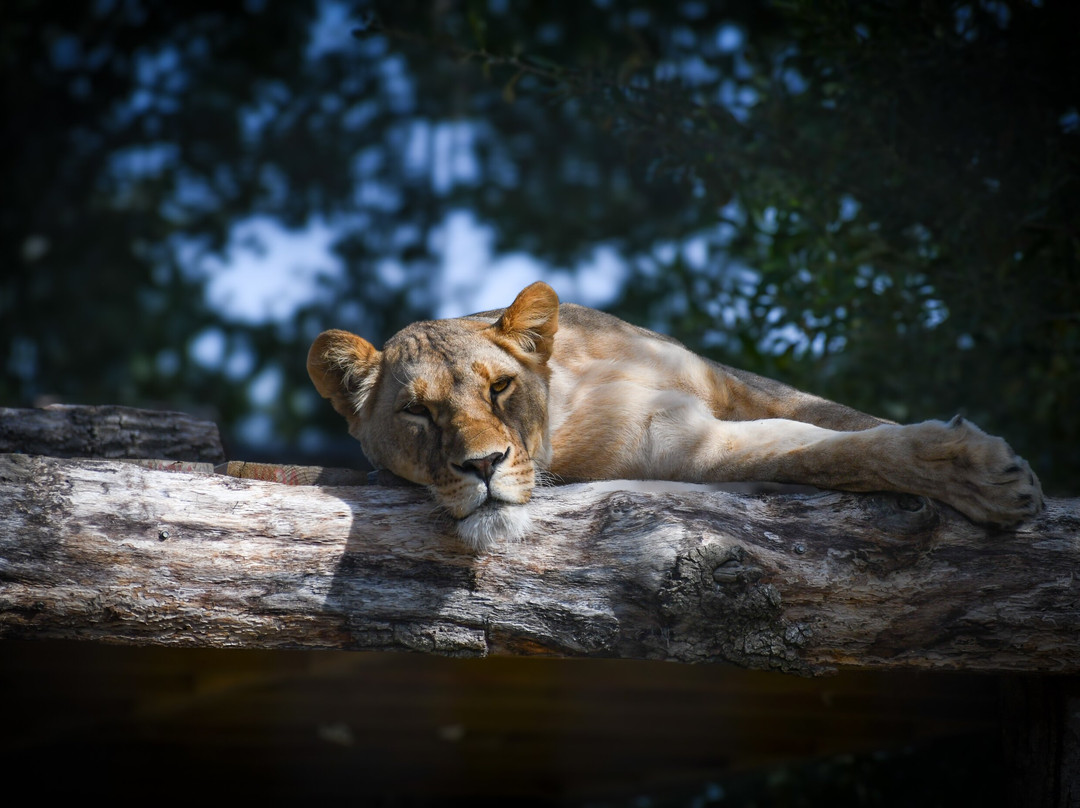 The Big Cat Sanctuary-Smarden必去景点