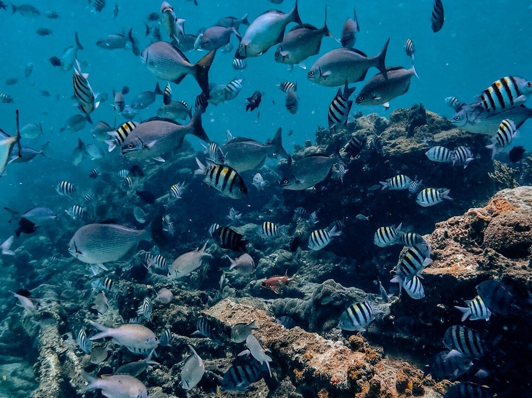 Seahorse Divers Barbados-奥伊斯廷斯必去景点