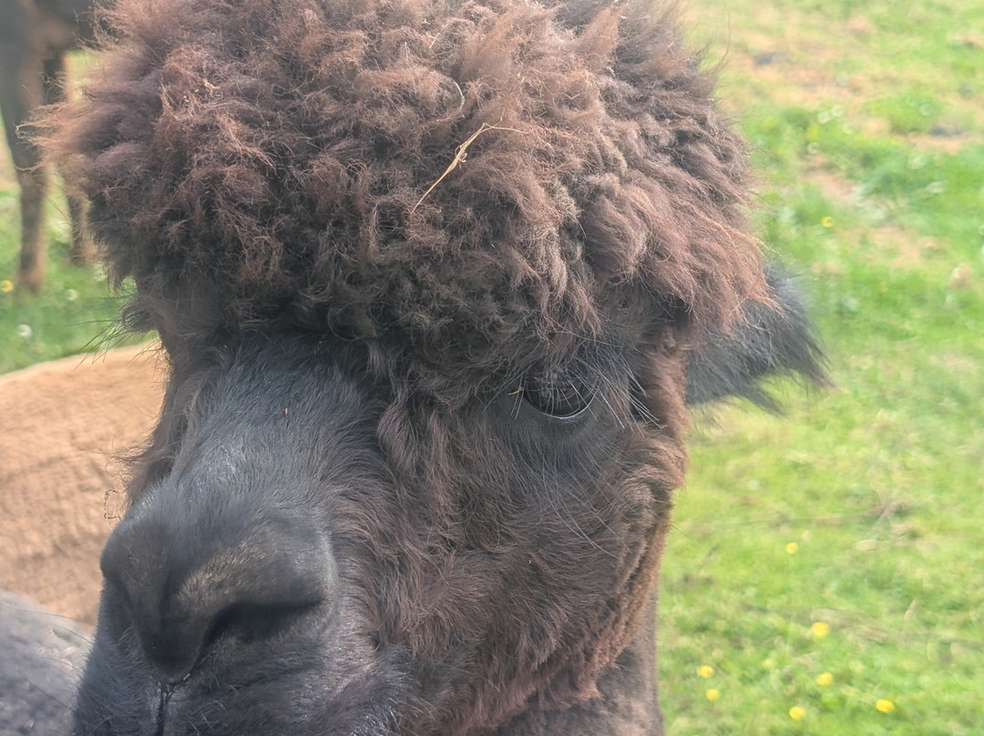 Wreay Syke Alpacas-肯德尔必去景点