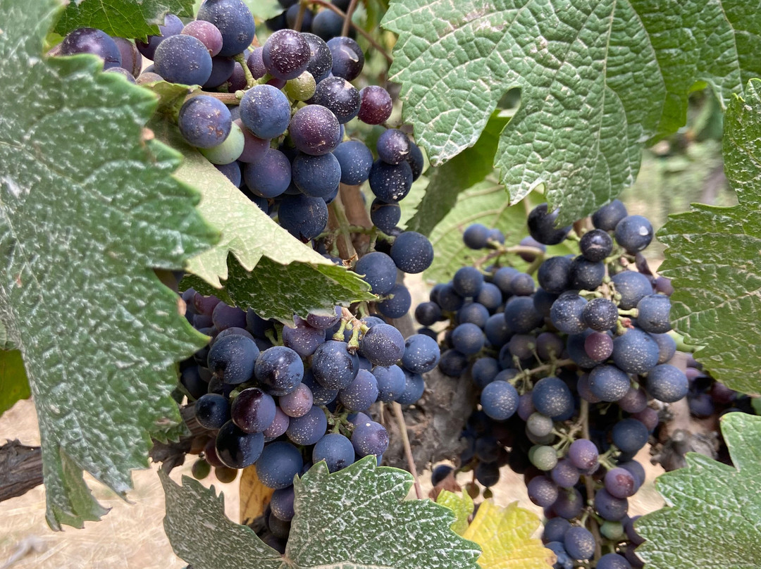 El Cielo Valle de Guadalupe-Valle de Guadalupe必去景点