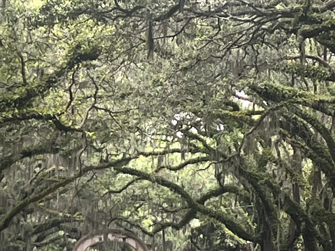 Wormsloe Historic Site-萨凡纳必去景点