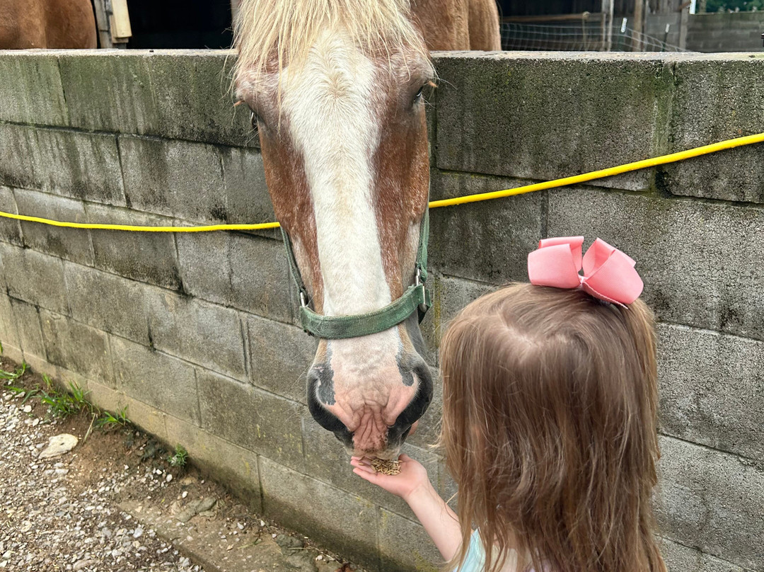 Kentucky Down Under Adventure Zoo-Horse Cave必去景点