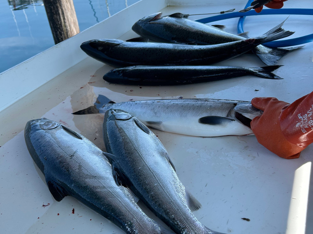 Absolute Sportfishing-坎贝尔里弗必去景点