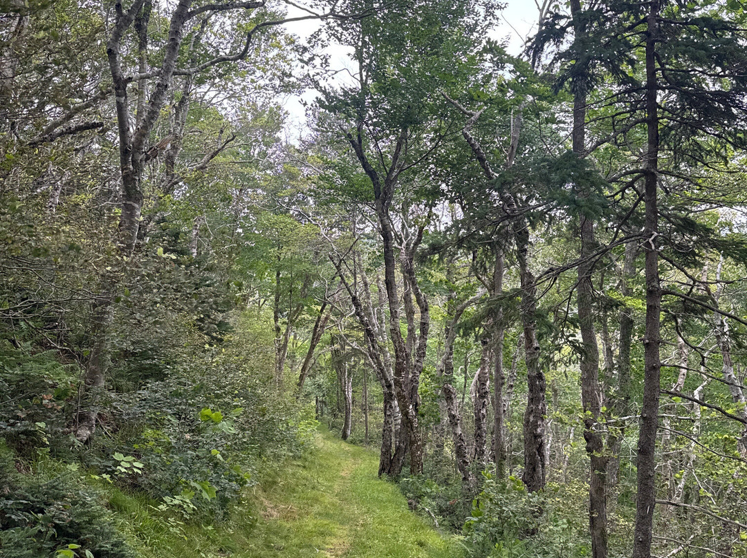Cape Mabou Highlands Hiking Trails-Mabou必去景点