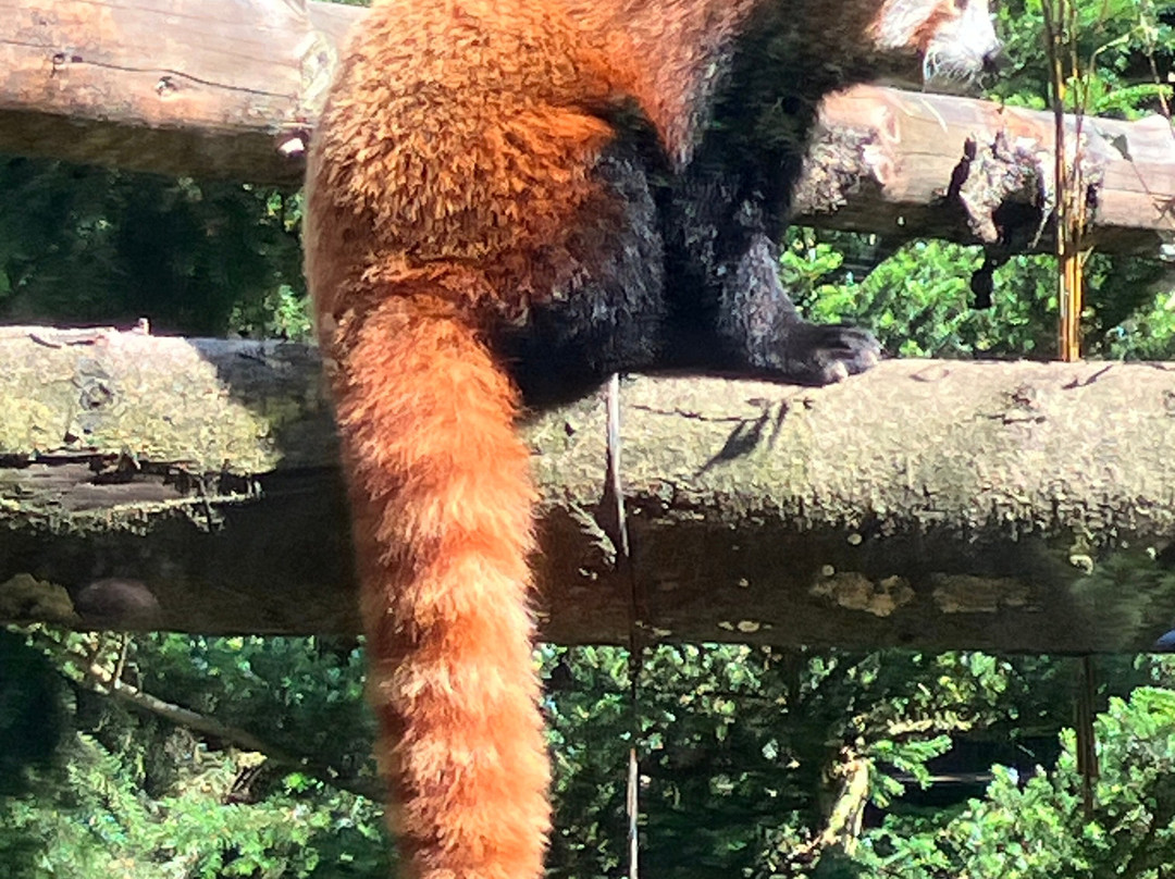 Korkeasaari Zoo-赫尔辛基必去景点