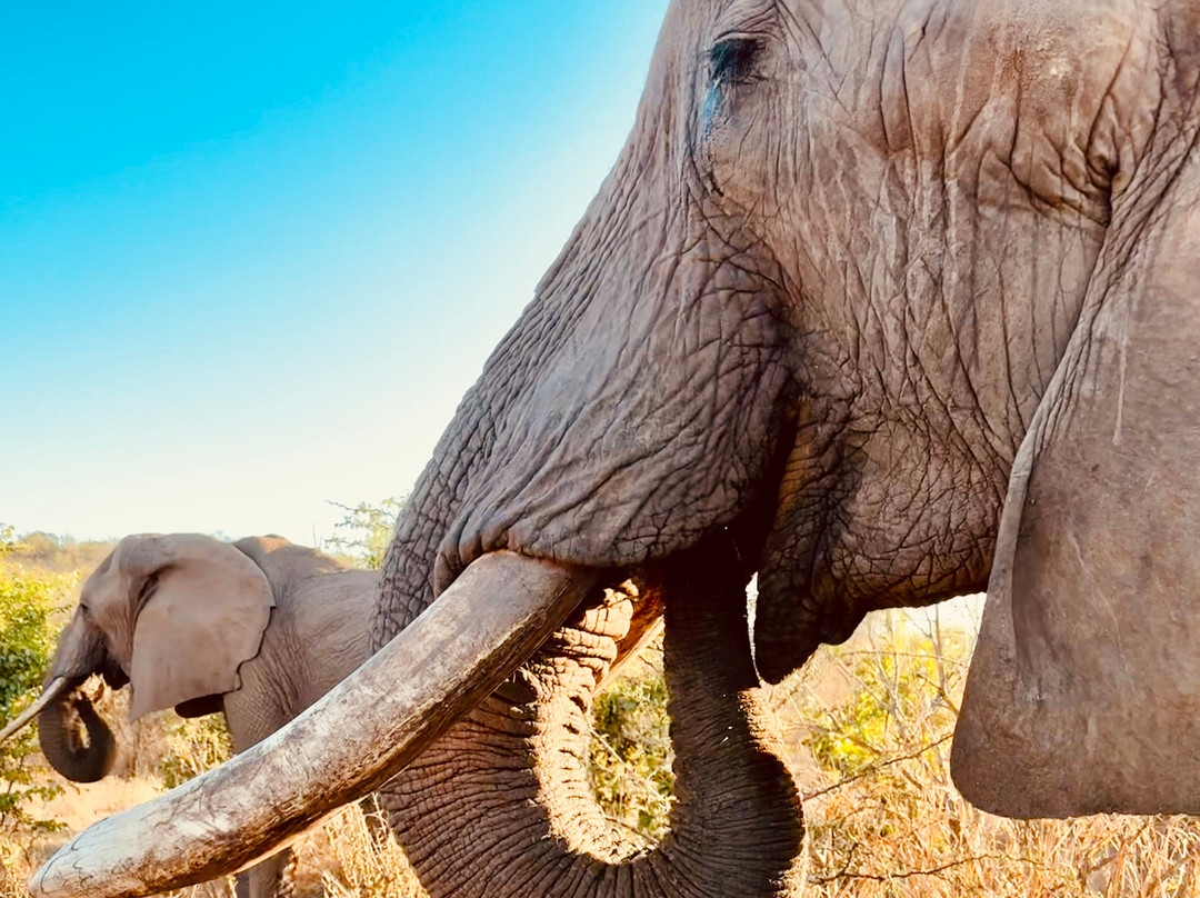 Wild Horizons Elephant Sanctuary-维多利亚瀑布必去景点