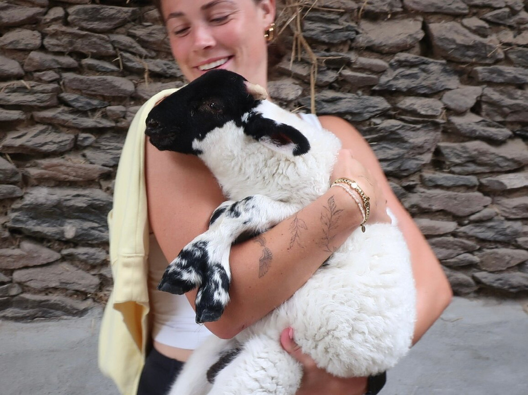 Hold A Baby Lamb-Glanfahan必去景点