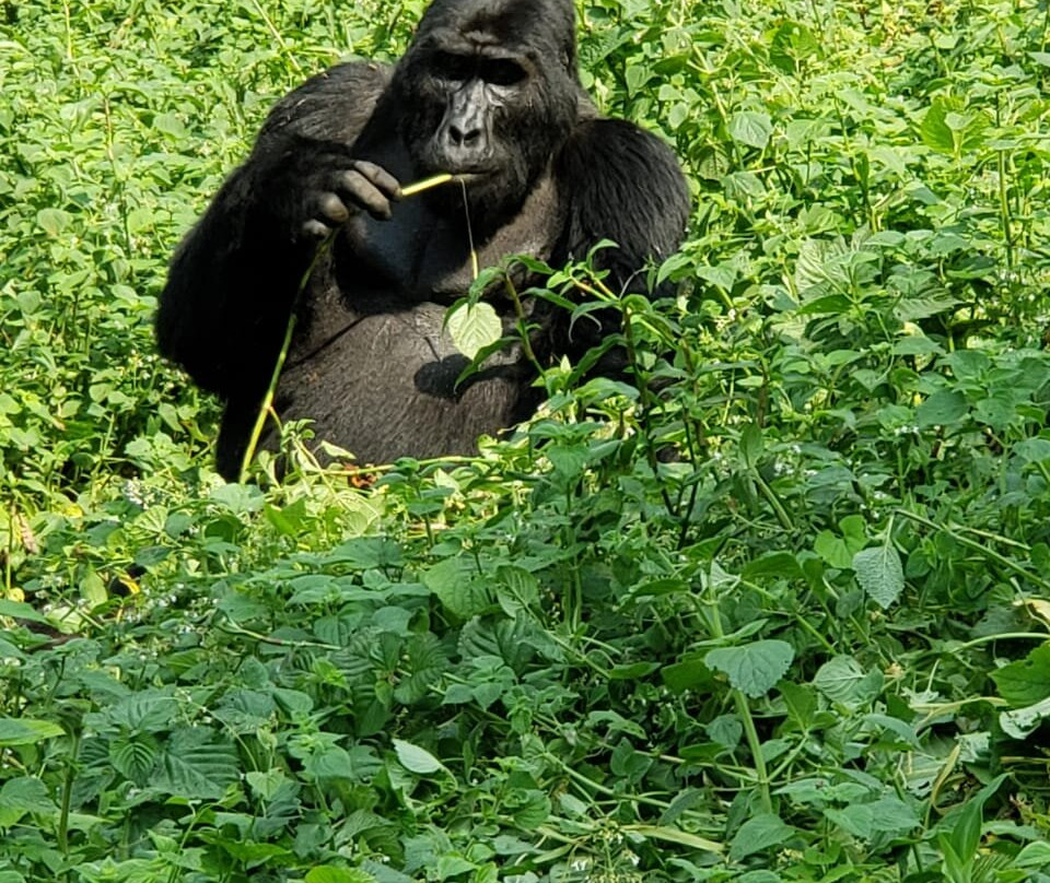 African Jungle Tours and Travel-坎帕拉必去景点