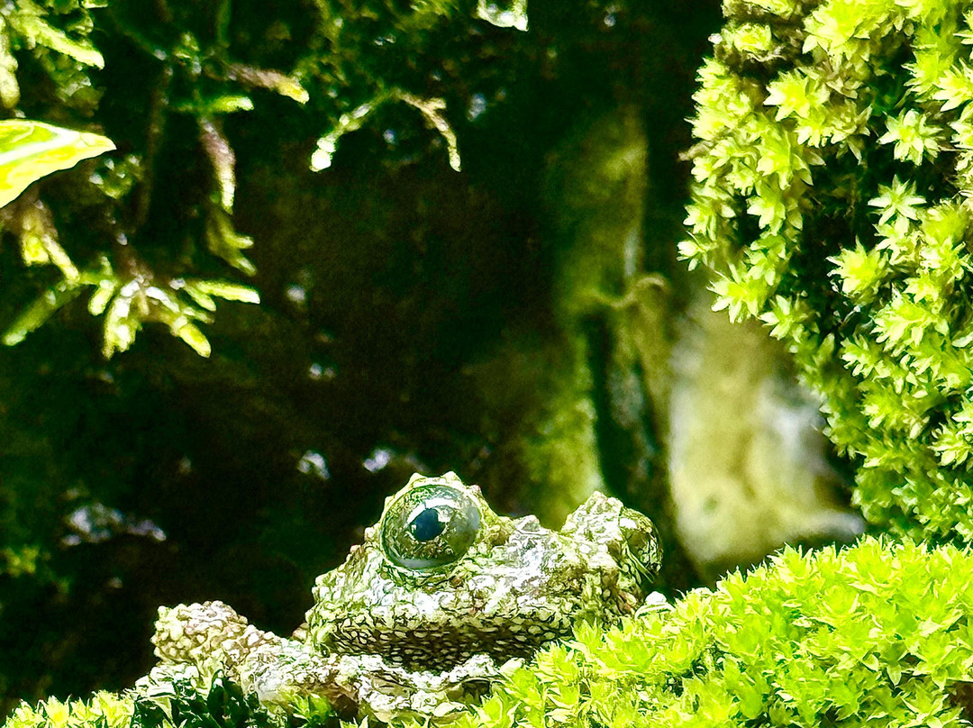 Insectarium de Lizio-Lizio必去景点