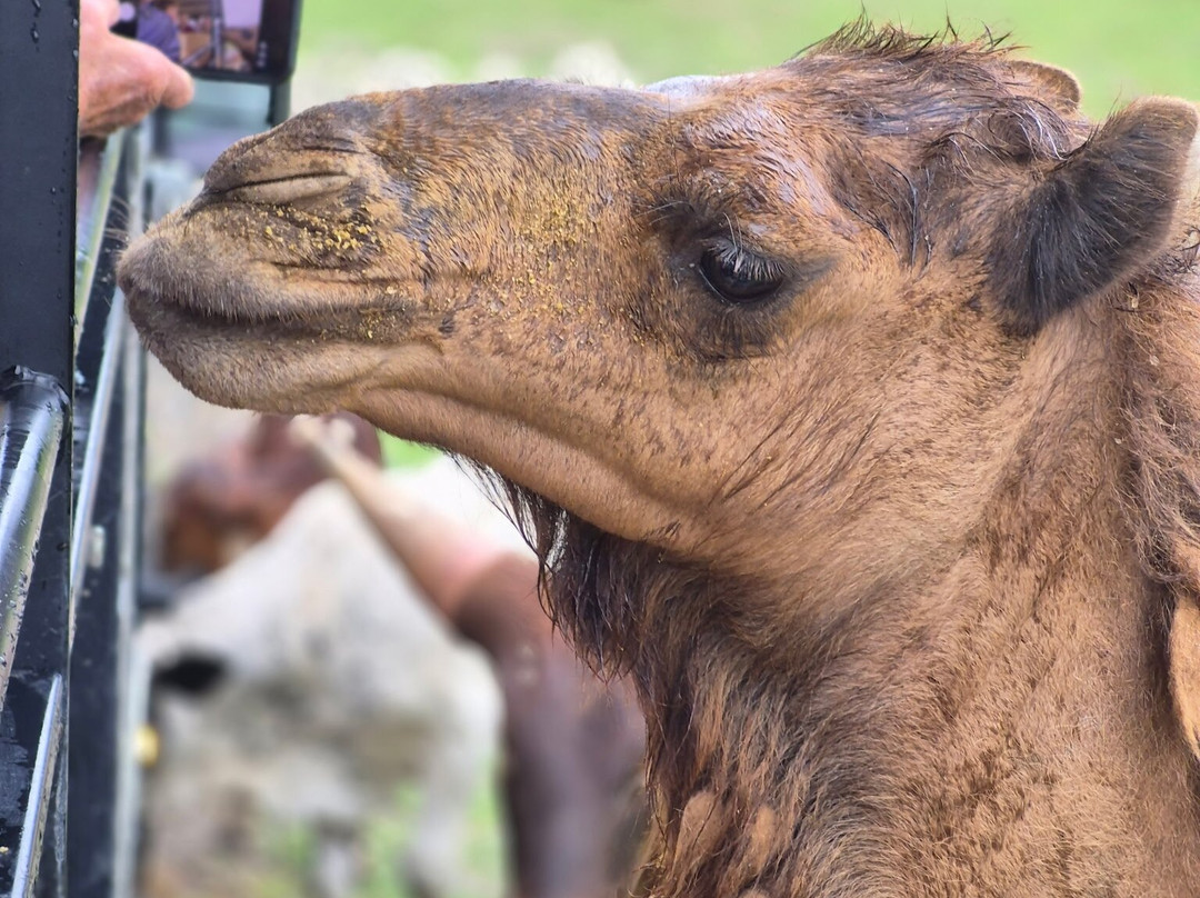 The Wild Animal Park-Chittenango必去景点