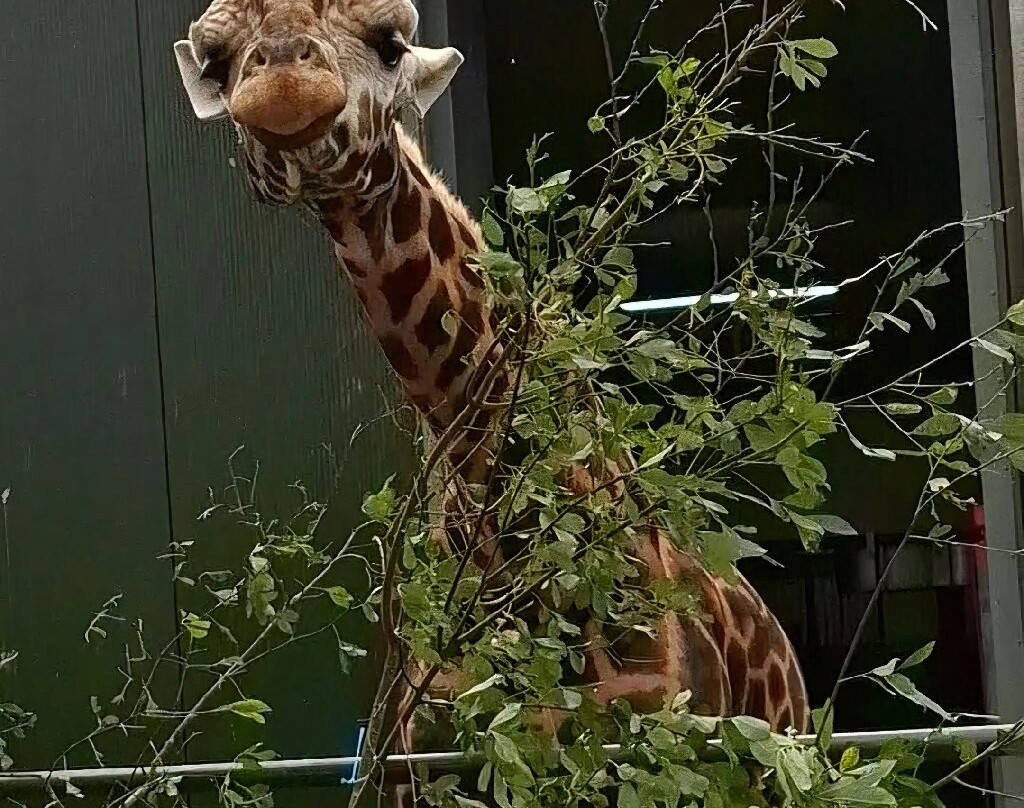 Fota Wildlife Park-Carrigtwohill必去景点