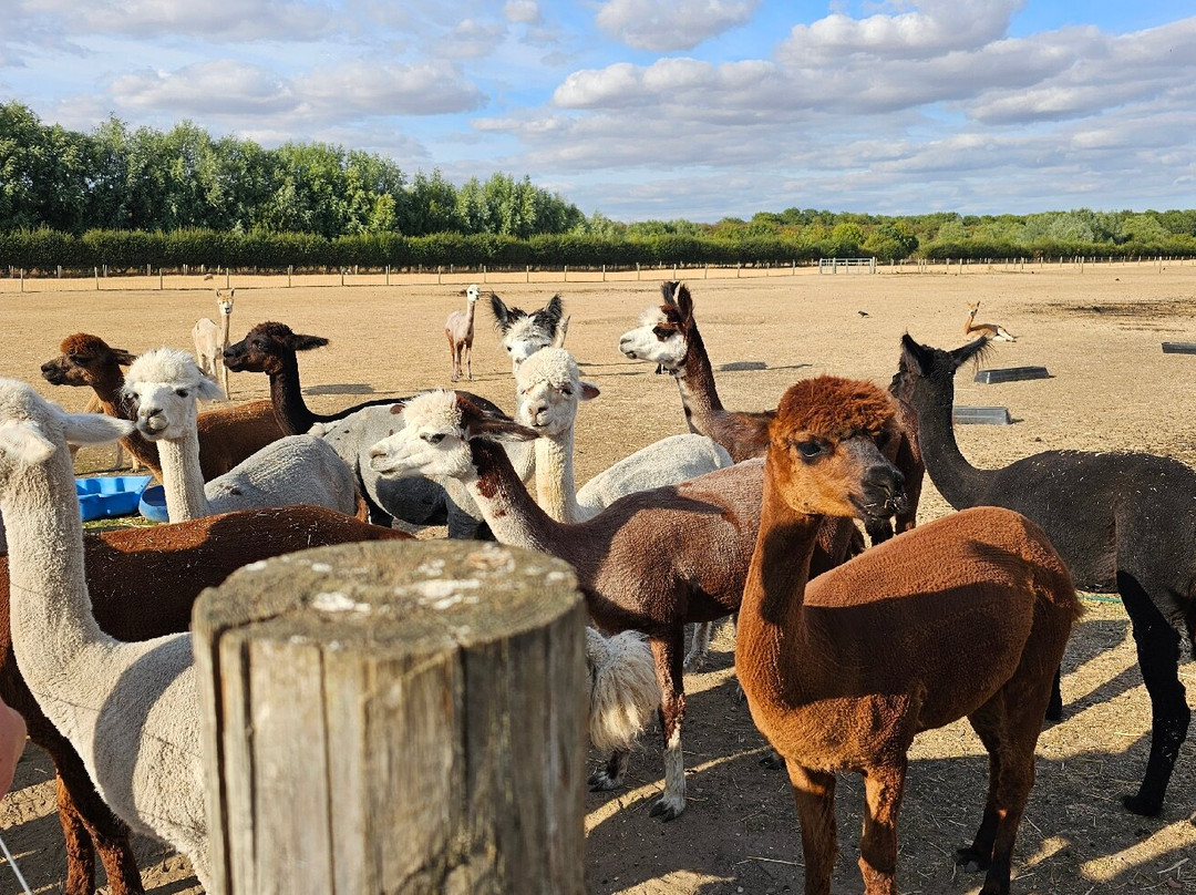 Ings Park Alpacas-Brough必去景点