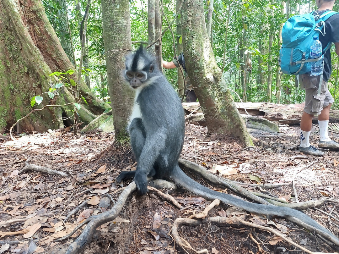 Wild Sumatra Adventure-Bohorok必去景点