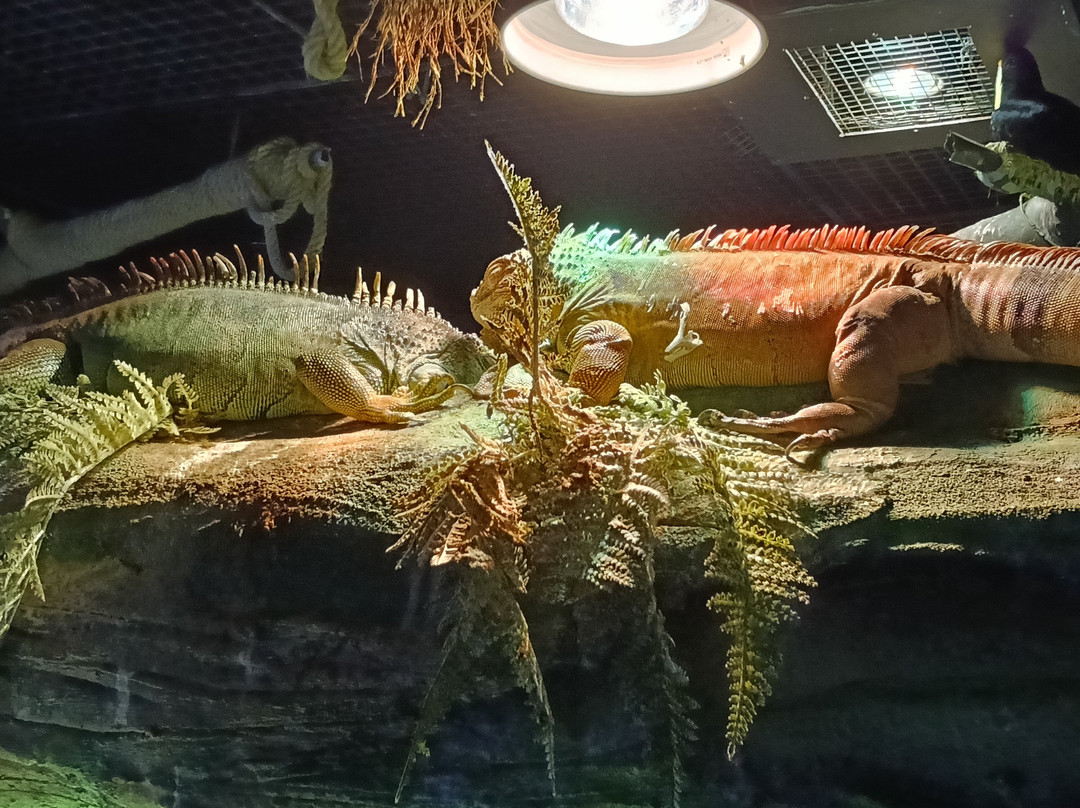 The National Aquarium Abu Dhabi-阿布扎比必去景点