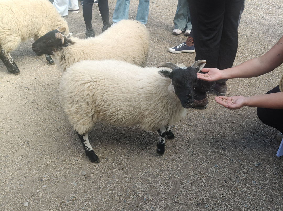 Sheep Smarts-Rathdrum必去景点