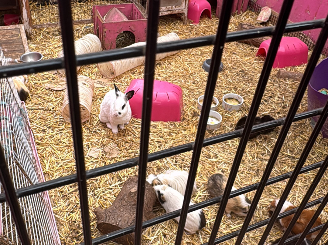 Lucky Tails Alpaca Farm-Atherstone必去景点
