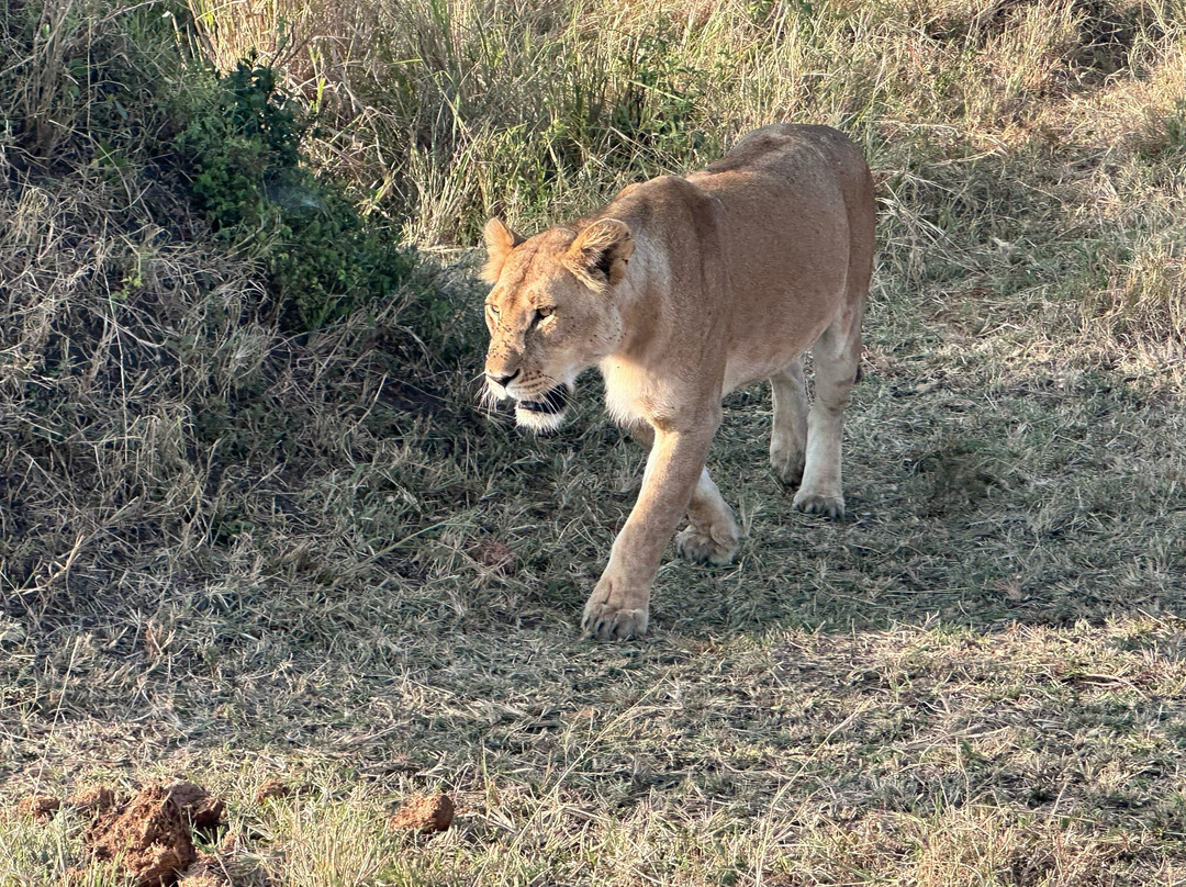 Wild Wings Safaris-克鲁格国家公园必去景点