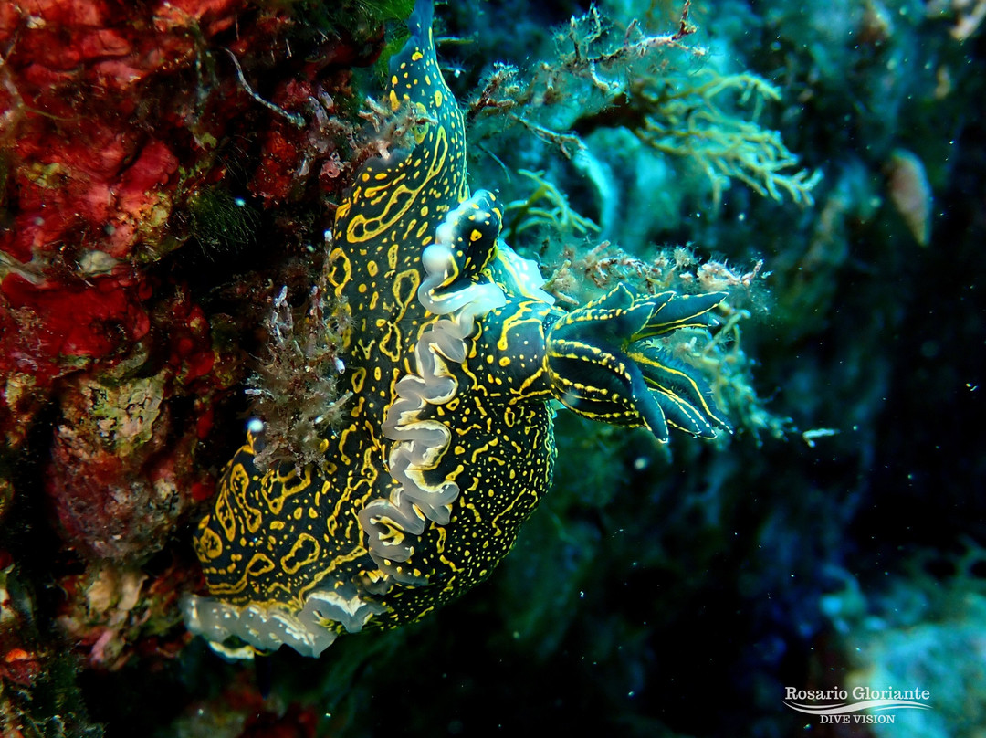 Lustrica diving-Ustica必去景点