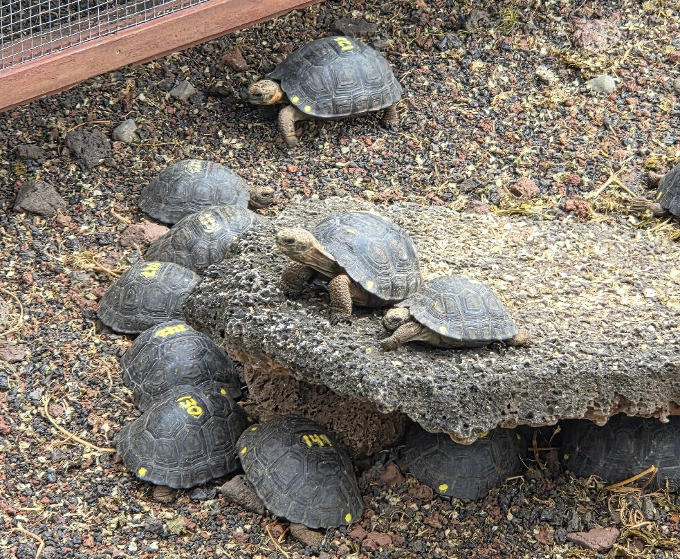 Charles Darwin Research Station-阿约拉港必去景点