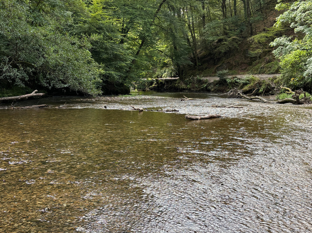 Plymbridge Woods-普利茅斯必去景点