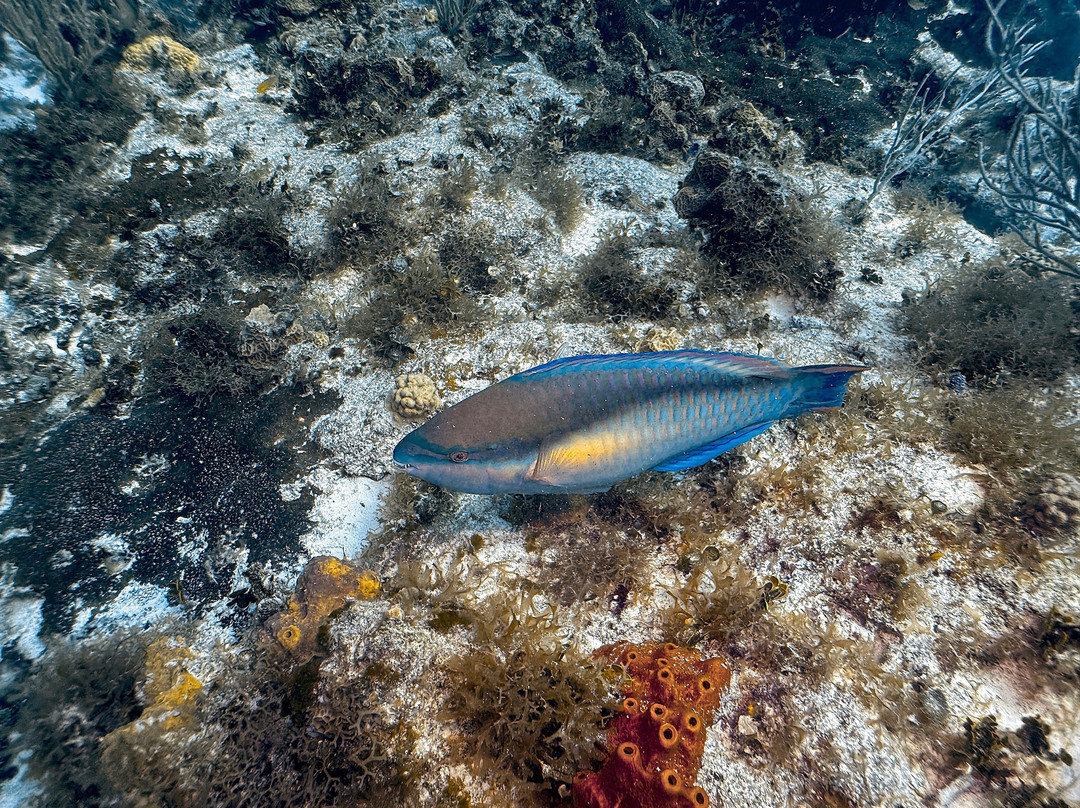 Scuba Life Cozumel-San Miguel de Cozumel必去景点