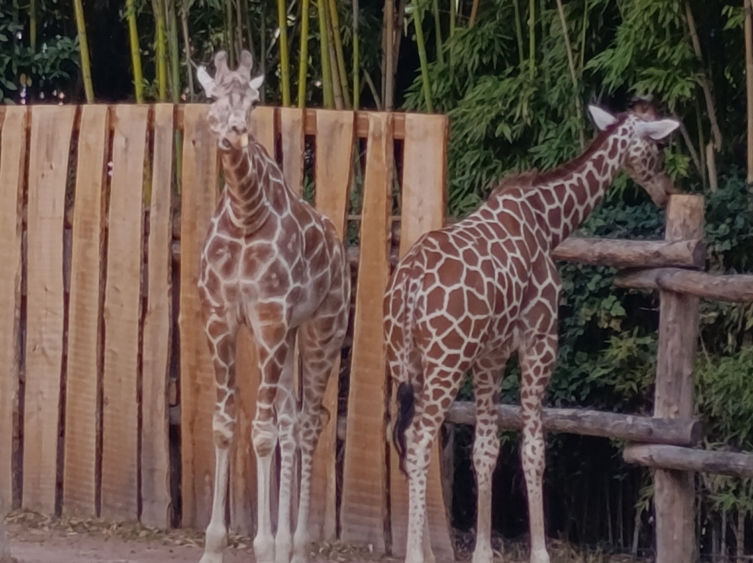 Zoo des Sables-莱萨布勒多洛讷必去景点