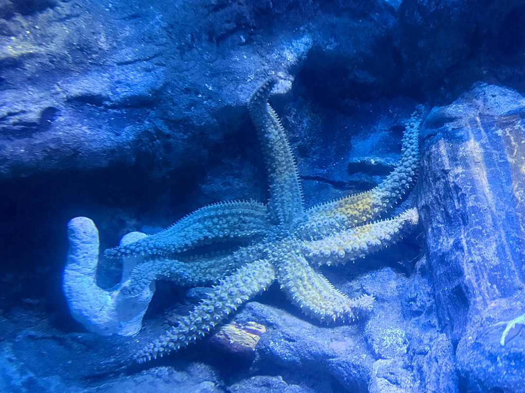 National Marine Aquarium-普利茅斯必去景点