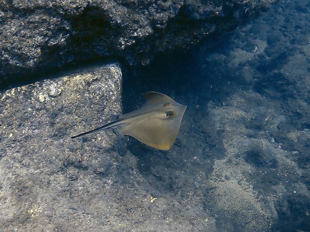 Atalaia Diving Center-Canico必去景点