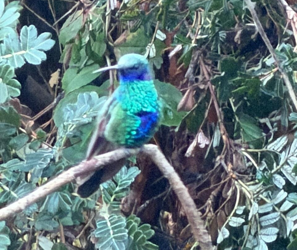 Santuario de colibríes - Ensifera Ensifera-乌鲁班巴必去景点