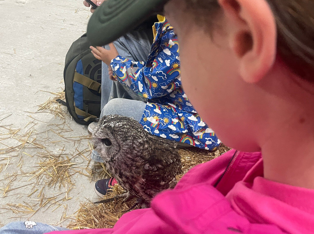 Screech Owl Sanctuary & Animal Park-St Columb Major必去景点