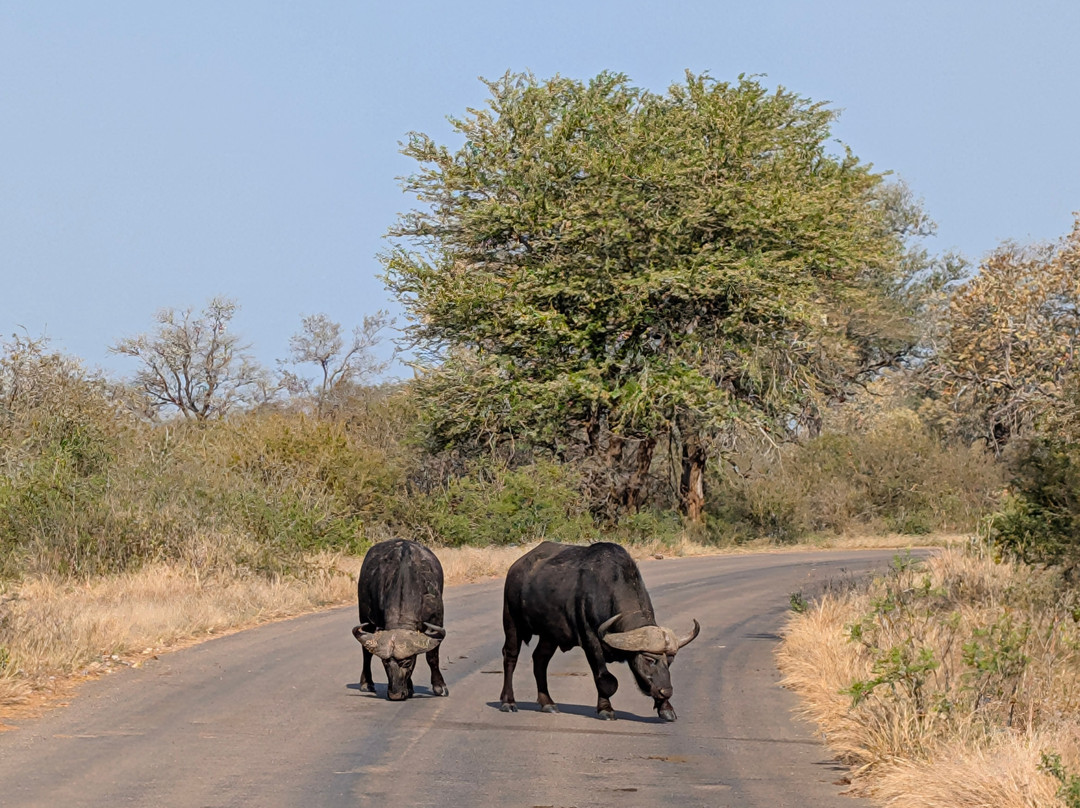Southern Kruger Safaris-玛洛斯帕克必去景点