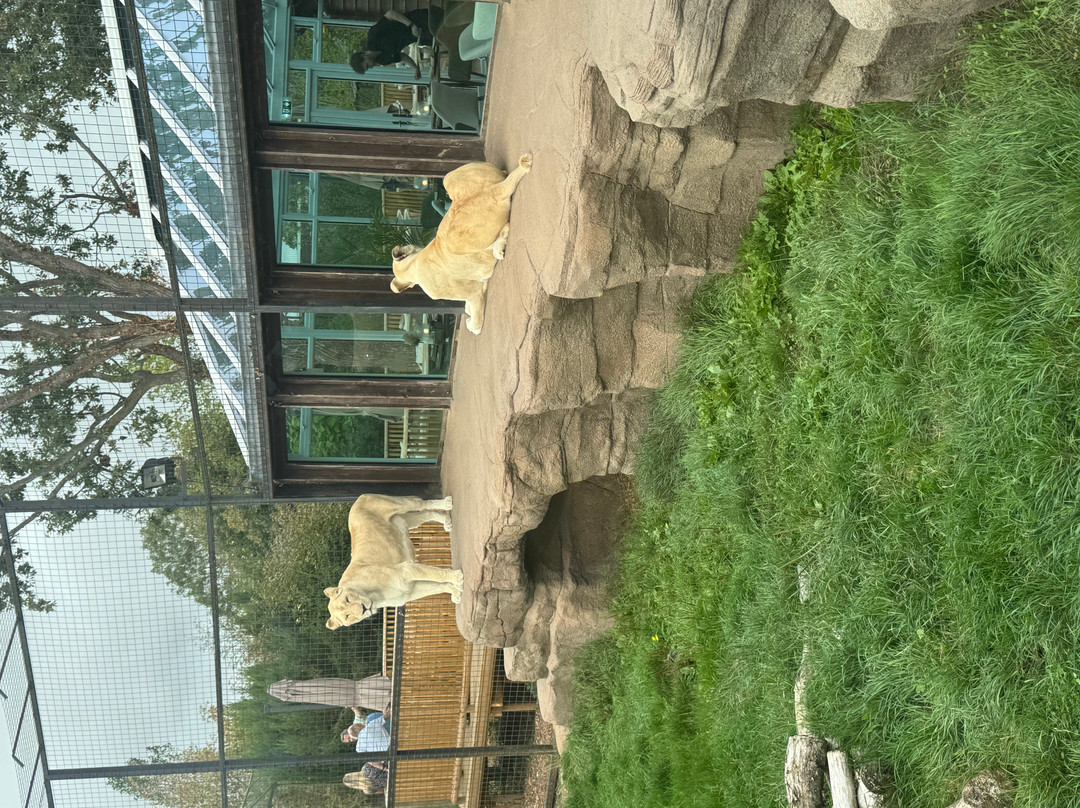 The Big Cat Sanctuary-Smarden必去景点