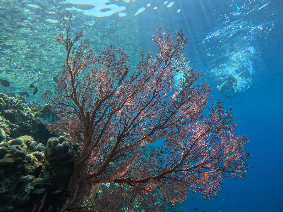 Menjangan Trip Snorkeling & Diving-Pejarakan必去景点