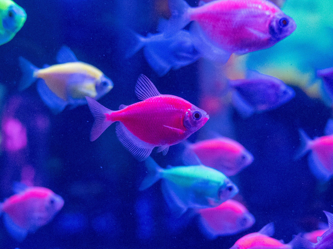 Jellyfish Museum-庞帕诺比奇必去景点