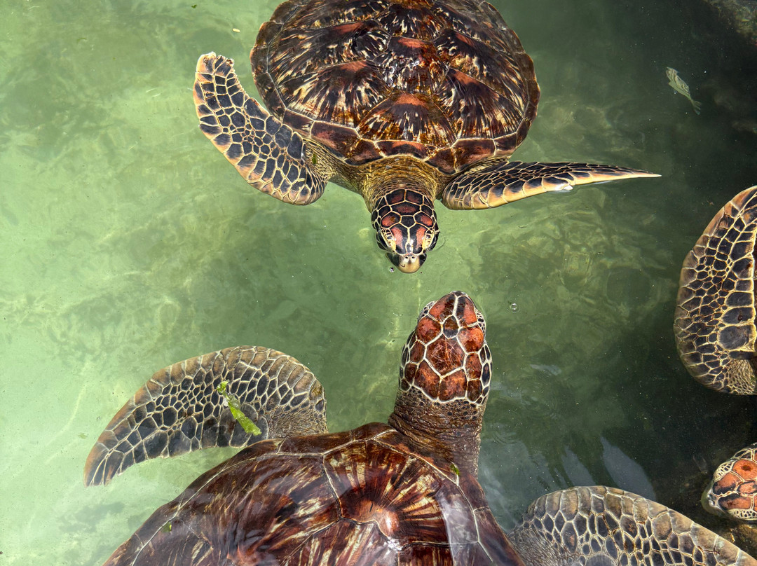 Baraka Natural Aquarium - Nungwi-孥归必去景点