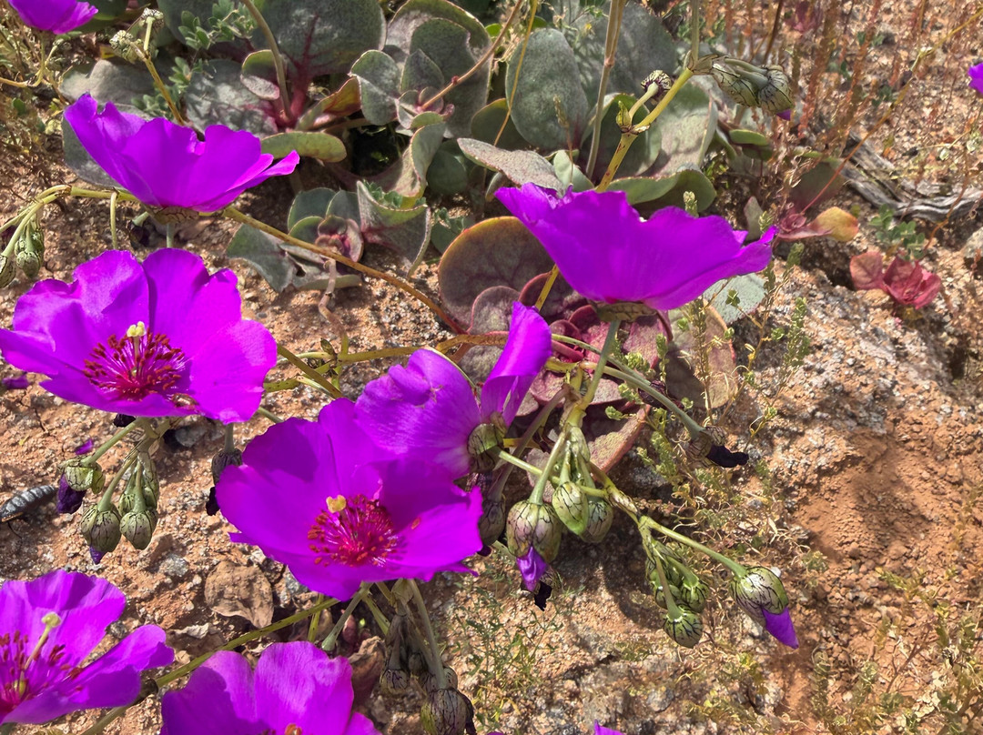 GeoTurismo Atacama-Caldera必去景点