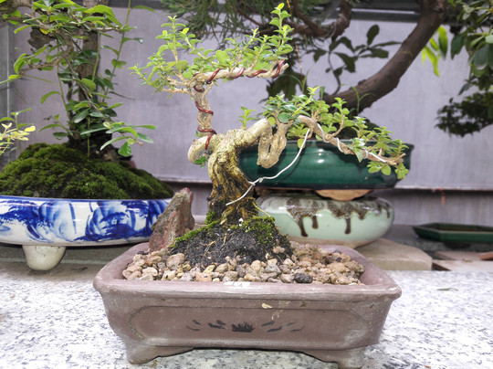 Halong Green Homestay