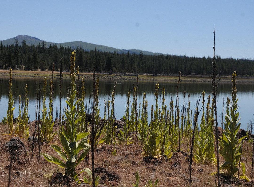 Silver Lake Forest Loop