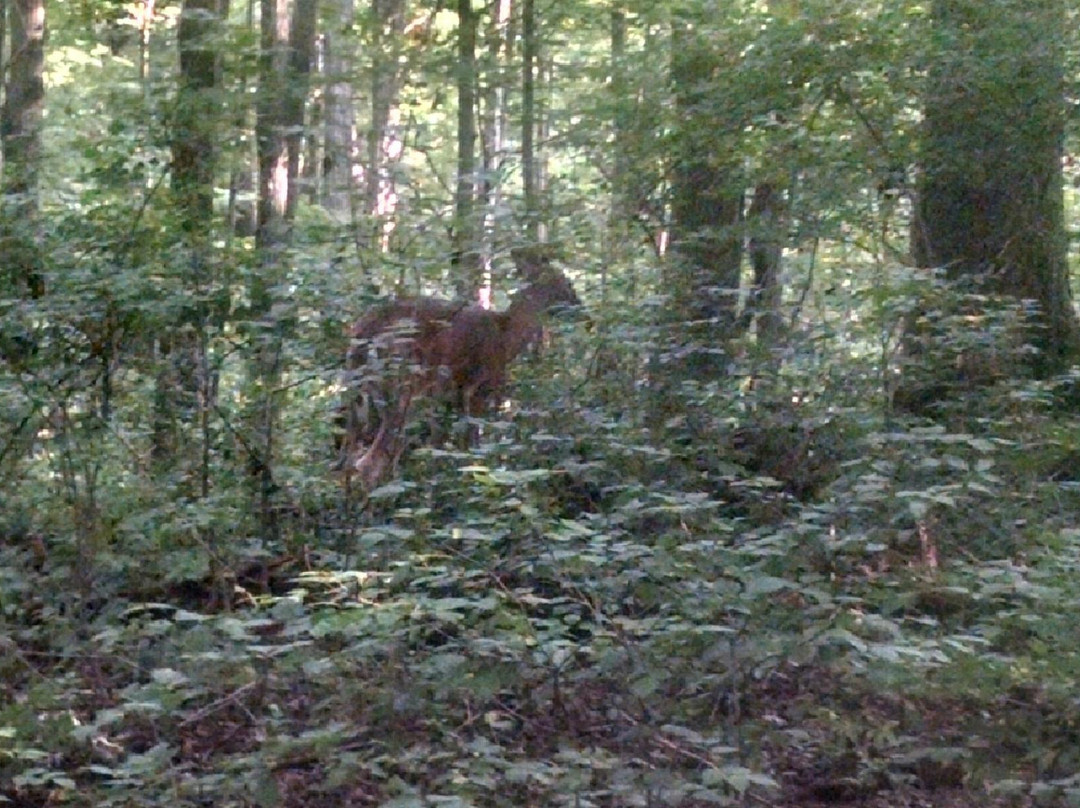 Brukner Nature Center