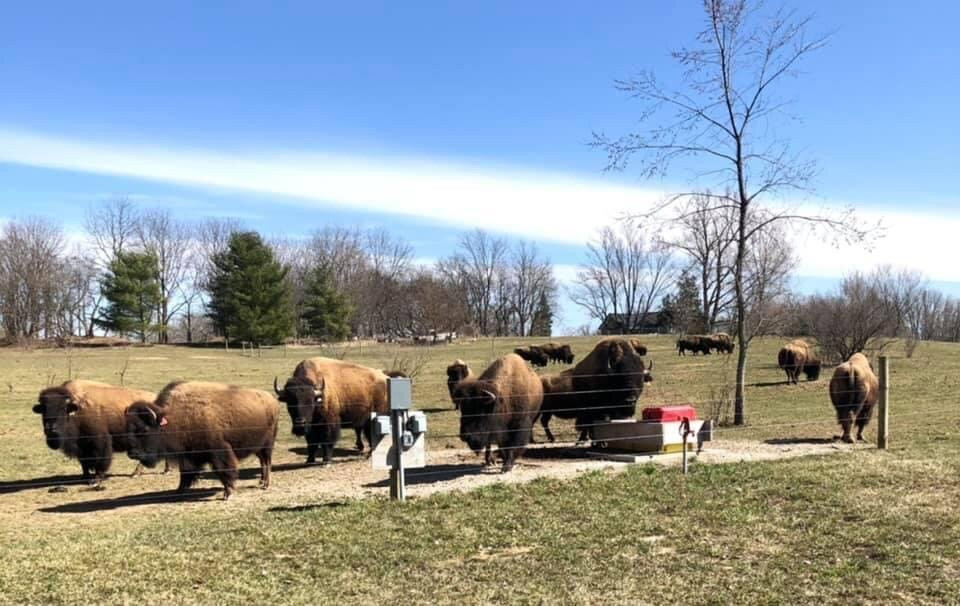 Pohl Bison Bed and Breakfast主图