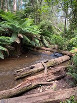 Toolangi Sculpture Trail景点图片