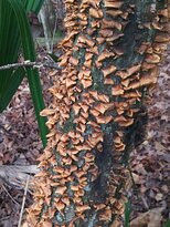 Fort King Site historic replica-奥卡拉必去景点