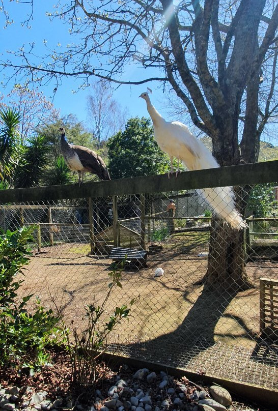 Mill Creek Bird & Animal Encounters-菲蒂昂格必去景点