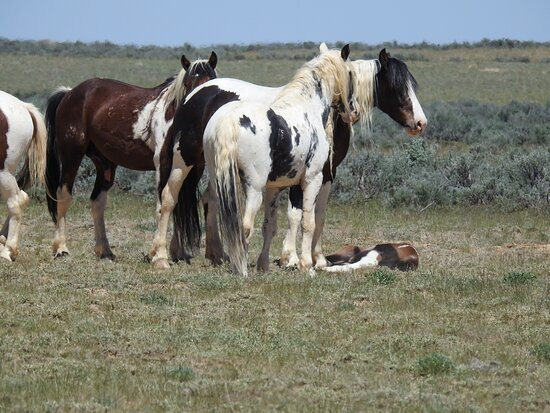 Explore Cody Wild Horse Tours-科迪必去景点