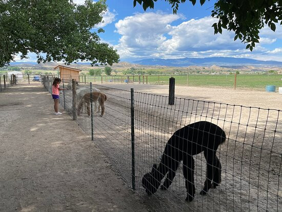 Sopris Alpaca Farm & Boutique-Silt必去景点
