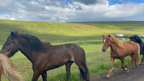 Ondolfsstadir Farm Bed & Breakfast主图
