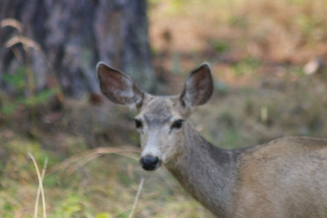 Sea Me Paddle Kayaking Tours-Lakeside必去景点