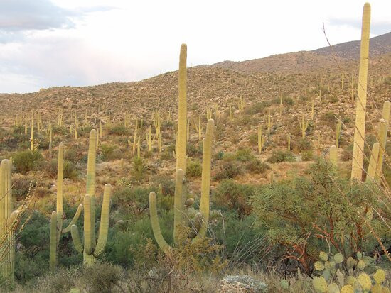 Cactus Forest Drive-图森必去景点