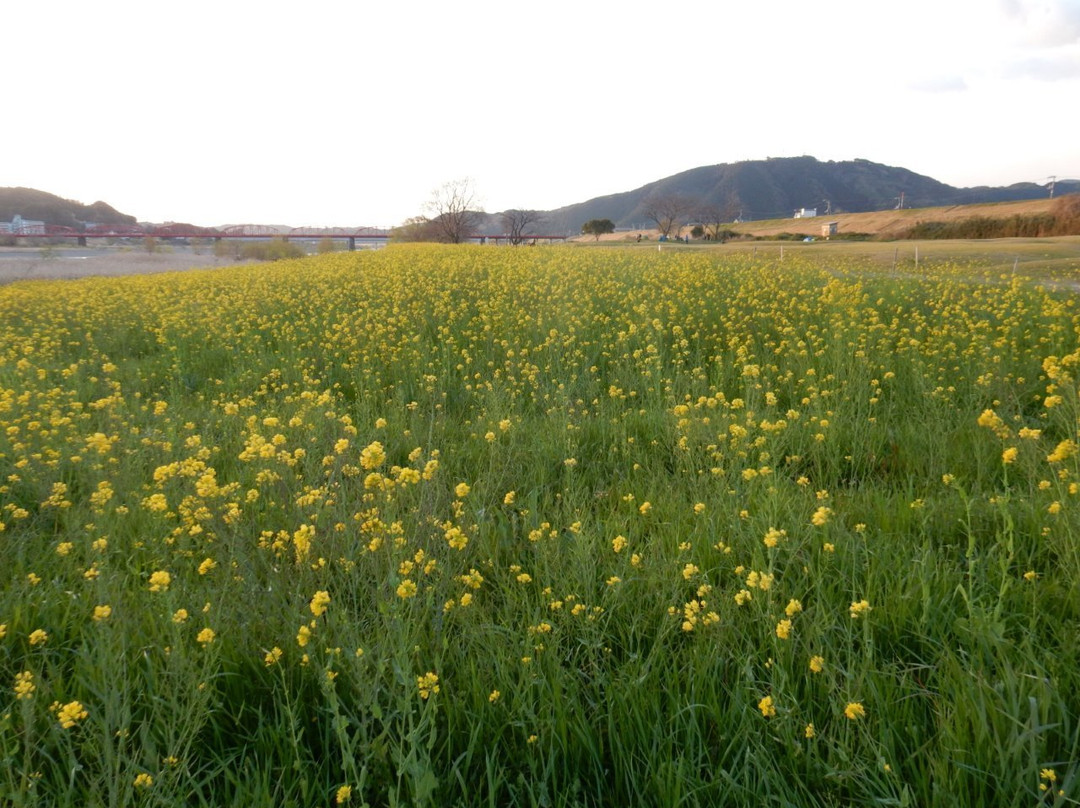 Nyuta Yanagi Forest