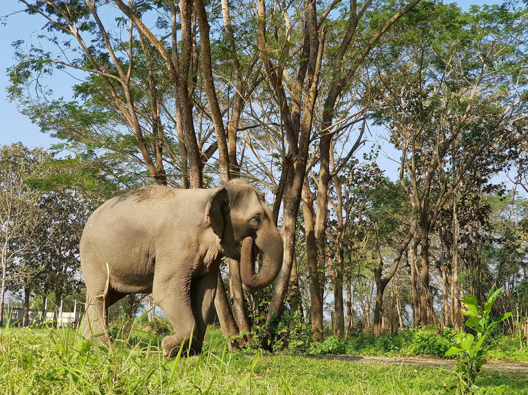 清莱府旅游景点-Elephant Valley Thailand